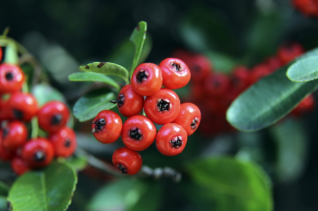 球队阵容 球队阵容